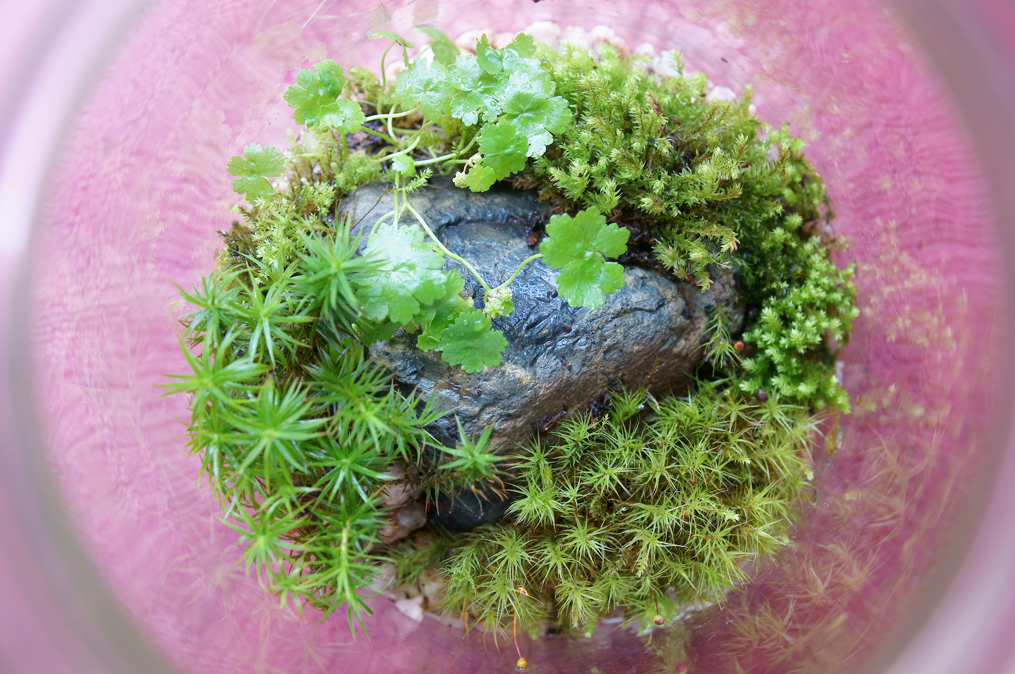 はる 10日前に作った苔テラリウム アクセントでチドメグサを入れたんですが 今日見たら花が咲き始めていました こんな花が咲くんですね 繁殖力が物凄いらしく これなら私でも枯らさずに済みそうです 苔テラリウム チドメグサ T Co