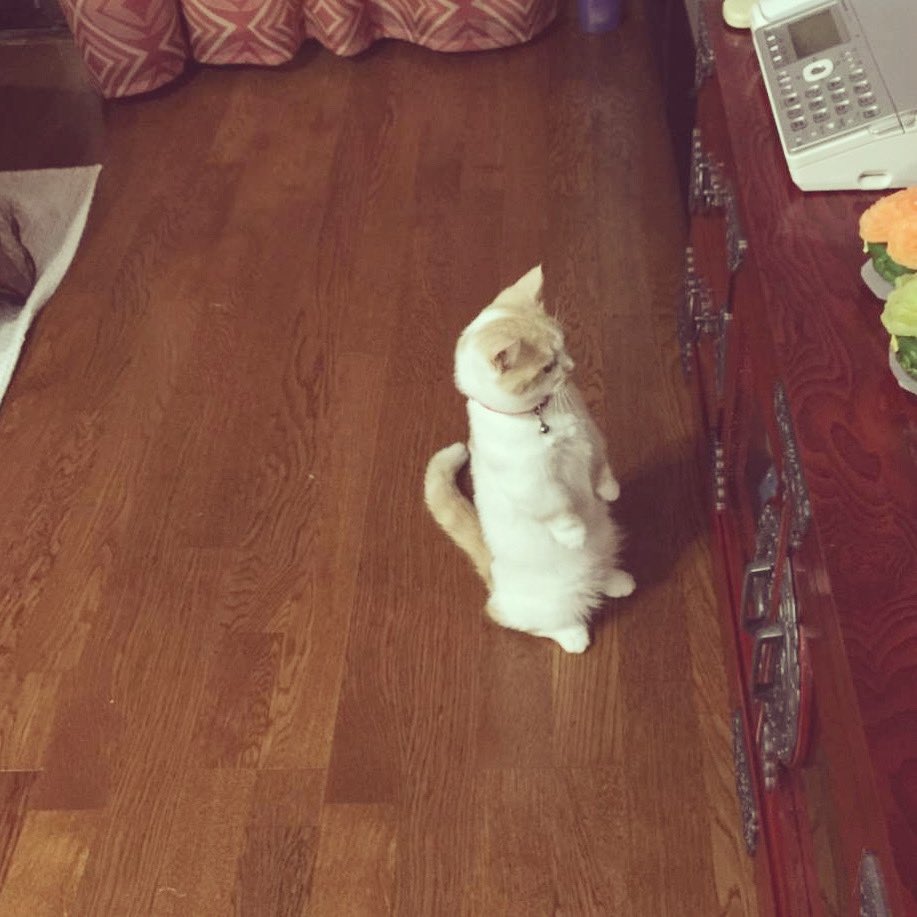 live_maman's tweet photo. 立ってます😃　#猫 https://t.co/giE84WTd7F