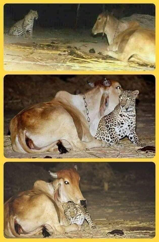 UN LEOPARDO SE ESCABULLE POR LA NOCHE PARA VISITAR A UNA VACA QUE LA AMAMANTÓ CUANDO MURIÓ SU MADRE Y SOLO ERA UN CACHORRO.!