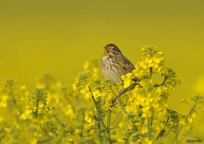 We live in one of the most nature-depleted countries in the world and The Wildlife Trusts believe that the focus of the #AgricultureBill must be to reward farmers for public goods🚜🌾 Read more ➡️ wtru.st/2zvcivA