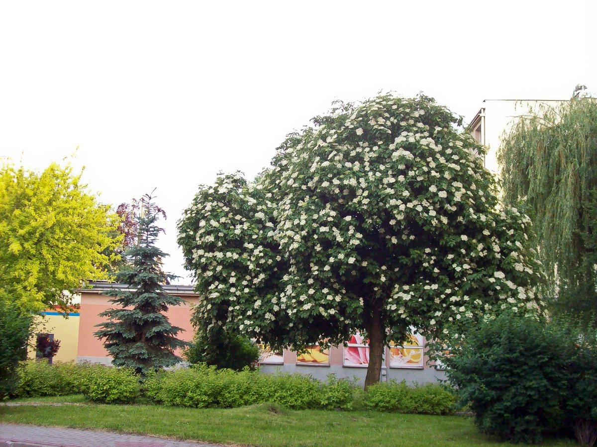 TreeoftheYear's tweet image. Thank you to the National Organizers from Poland, @klubgaja, for their promotion of the 12th place #ETOTY2020 contender, the Elderberry Tree! This Polish tree is a unique phenomenon, so all of the support it received is much appreciated!

#TreeOfTheYear
#TreeStories
#Poland