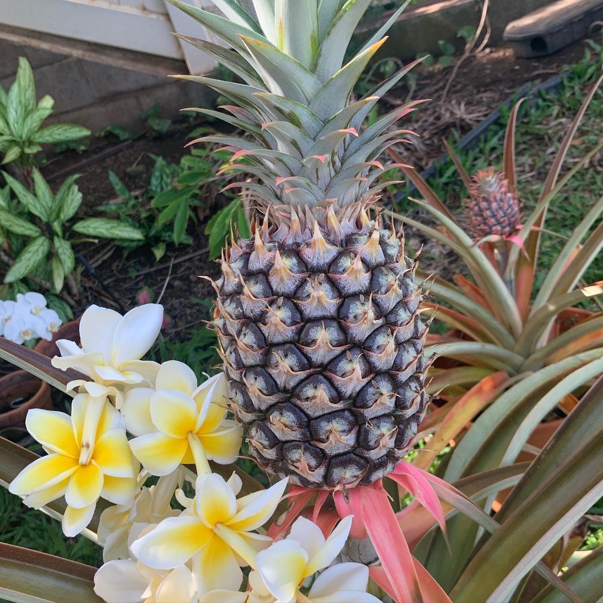 thealoha360's tweet photo. Missing Maui &amp; want a taste of paradise? Introducing @hawaiipineapplestore where you can order Maui pineapples and have them shipped right to your door. Add on Maui coffee &amp; fresh, raw mac nuts as well. 🍍🍍🍍 

https://t.co/pml5lSosSk https://t.co/3aeWi2fpce