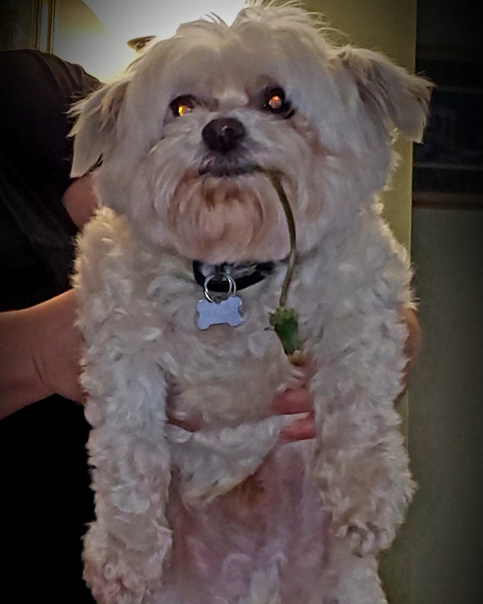 lil_trooper_dog's tweet photo. Busted eating dandelions and sad I'm not allowed to eat them, they are super delicious! https://t.co/YBWYL64jbI