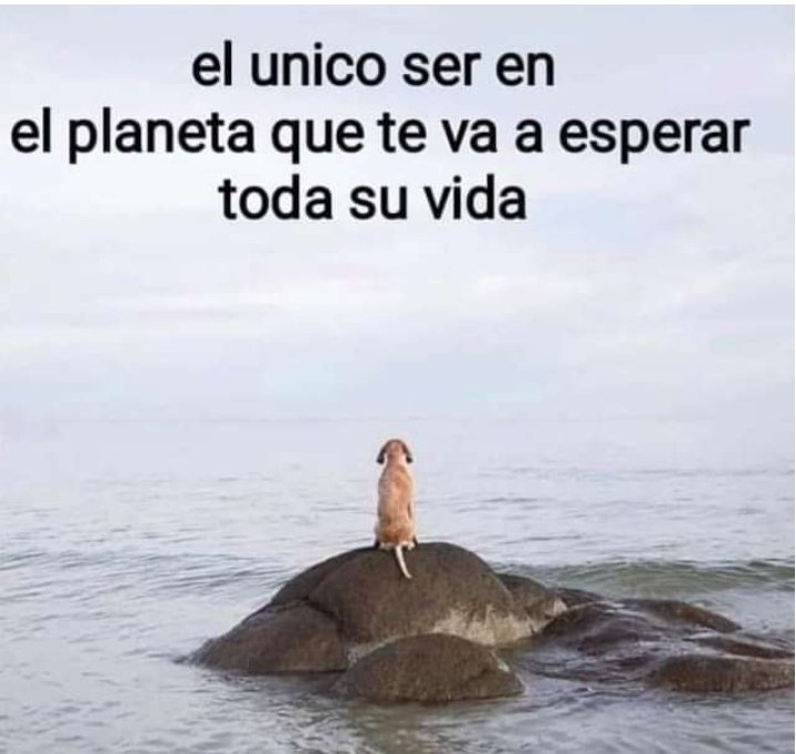 MaryAlarc's tweet photo. Fidelidad, lealtad y amor incondicional sin palabras; cómo no amarlos. https://t.co/nC2hGGp3jp