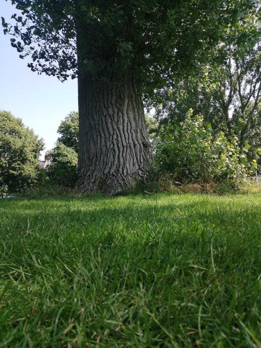 Beautiful trees in the park of @WoodfieldPav @agreenertooting @GreenCChampion @TootComKitchen @Tootingwcfolk - protect and love the nature