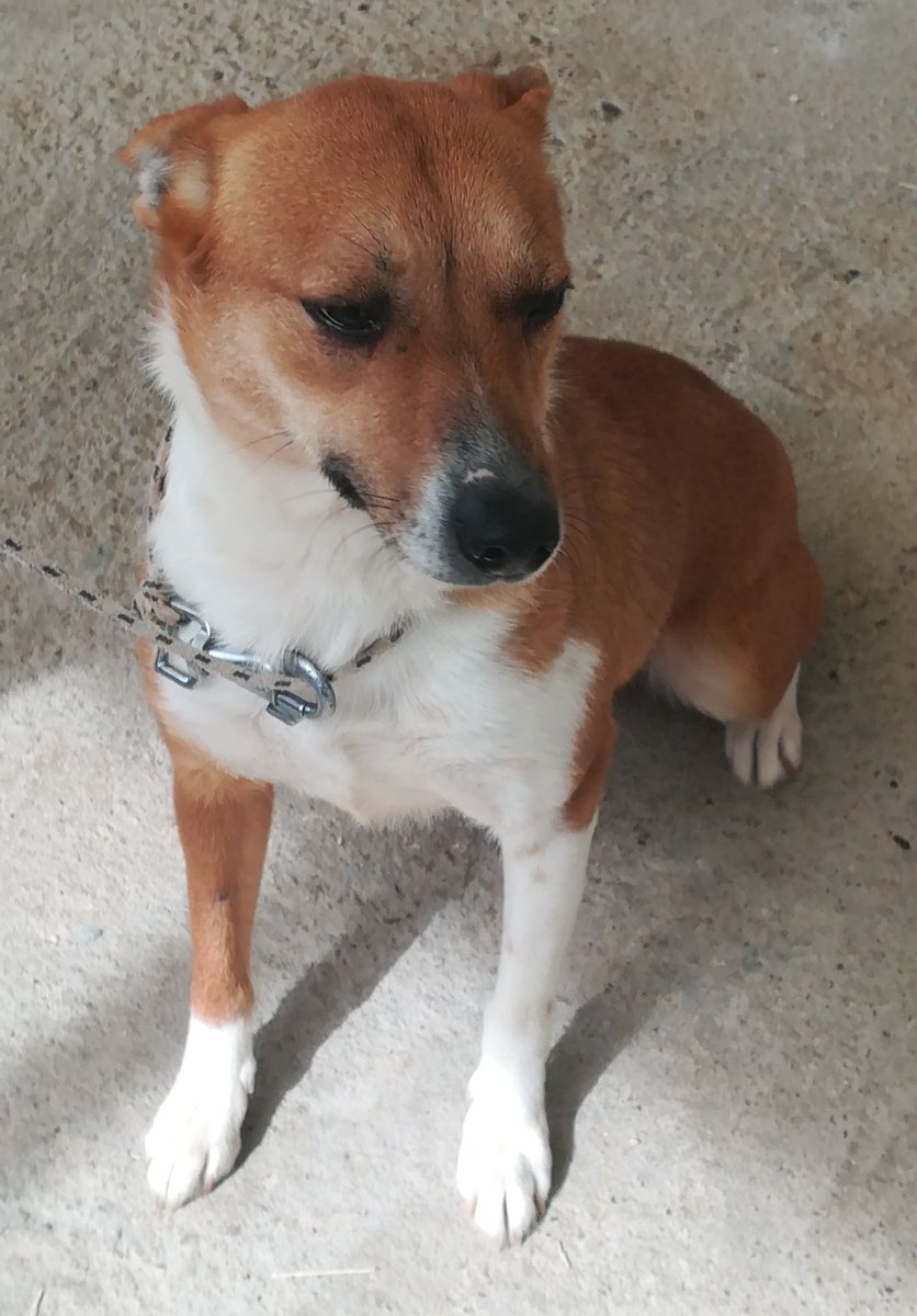 gliInvisibili's tweet photo. #MELBA, femmina, nata presumibilmente a novembre 2017, pesa 9 kg, chippata, vaccinata e sterilizzata, molto affettuosa. 
Si affida in zona ma anche in tutto il centro nord Italia previo modulo preaffido e colloquio conoscitivo 
Per info
Nadia 389.0517756

Canile di Mendicino (CS) https://t.co/A0e3HpgxYI
