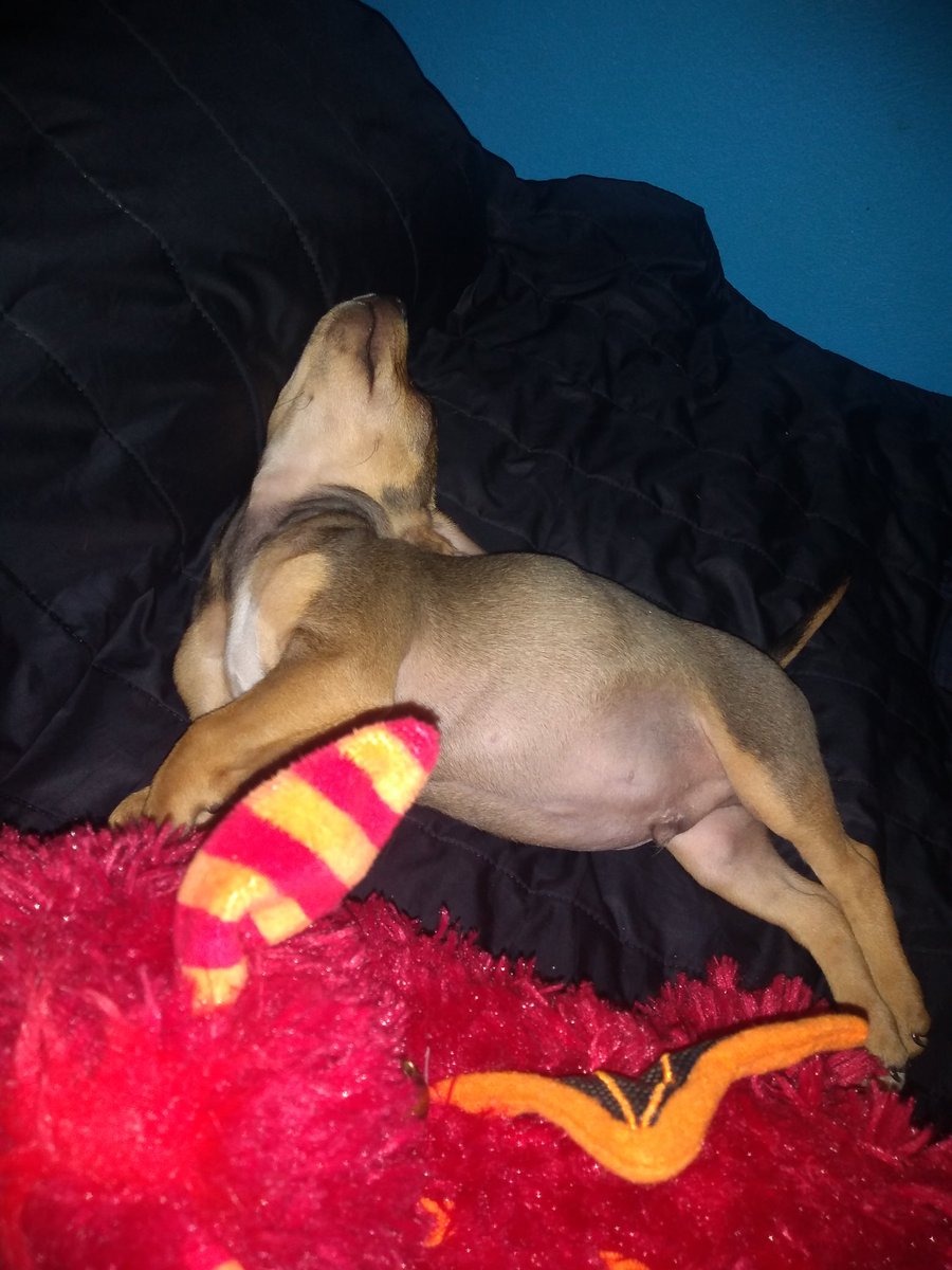 Talypeke24's tweet photo. Que cosita tan más tierno 🐕🐾💜 https://t.co/FbTvhaBgaF