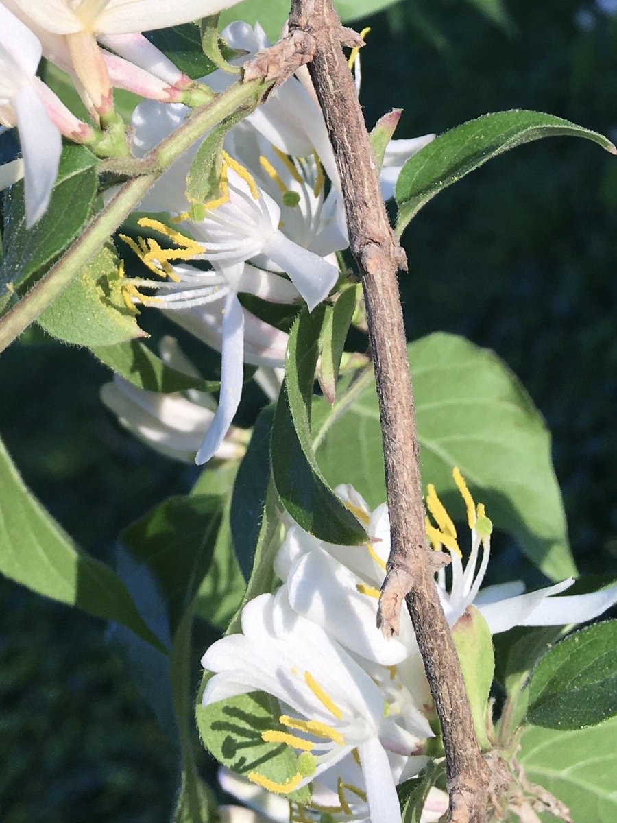 NotaTrllJustNew's tweet photo. @pegasus4444 @yourauntemma I have neither lilacs nor lily of the valley, but the wild honeysuckle is just blooming in my yard. If you look closely enough, beauty is everywhere. #BackyardZen https://t.co/fuGcybsA7Z