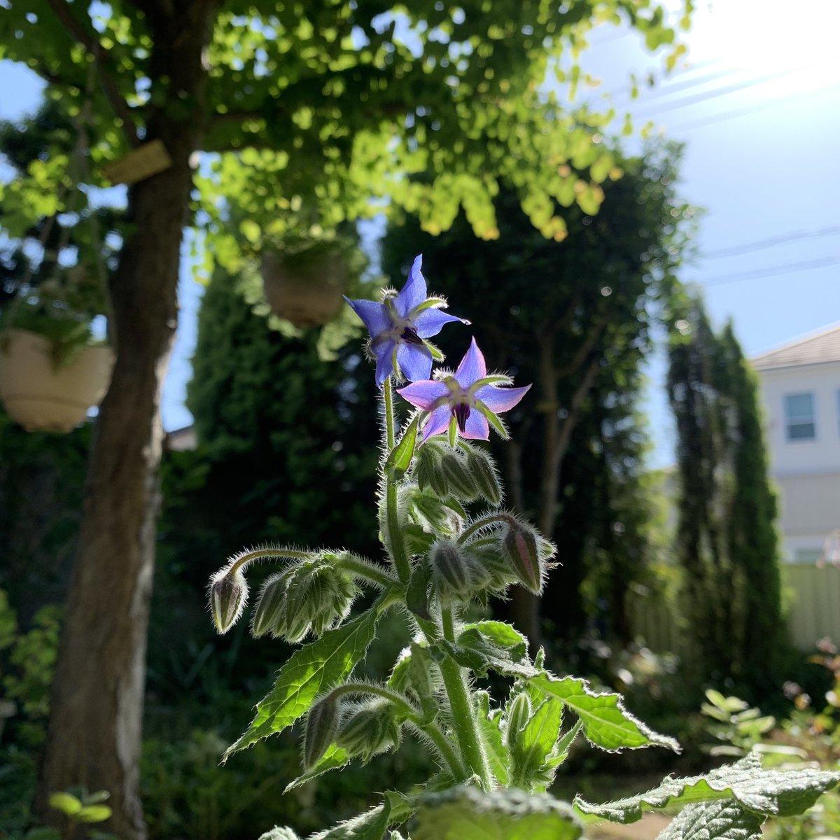 カモミール ハーブのボリジ 透き通る青い花 やっぱり青い花って最強 つぼみも様になってる カモミール ハーブのボリジ 透き通る青い花 やっぱり青い花って最強 つぼみも様になってる