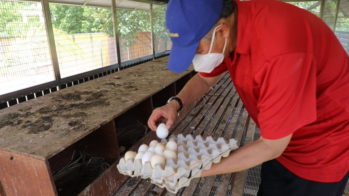 DrZahidHamidi's tweet photo. Ayam bertelur di dalam bekas, 
Ambil sepapan untuk di makan, Masa berlalu begitu pantas , Janganlah kita sia-siakan.

Mengisi ruang masa lapang dengan penternakan ayam penelur...
#LawanCovid19 #NewNormal2020 https://t.co/EpZhTu87Pt