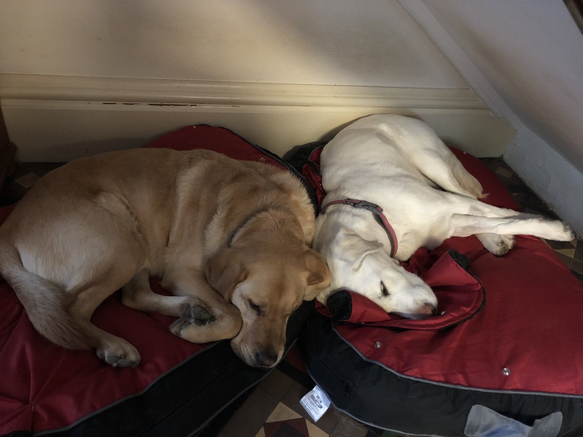 It’s a good job you don’t have to socially distance from your household, when you’re besties like us that would be impossible! 🦮🐾🥰 #guidedogs #retiredguidedog <a href="/guidedogs/">Guide Dogs</a> #bestfriends #isolationcuddles