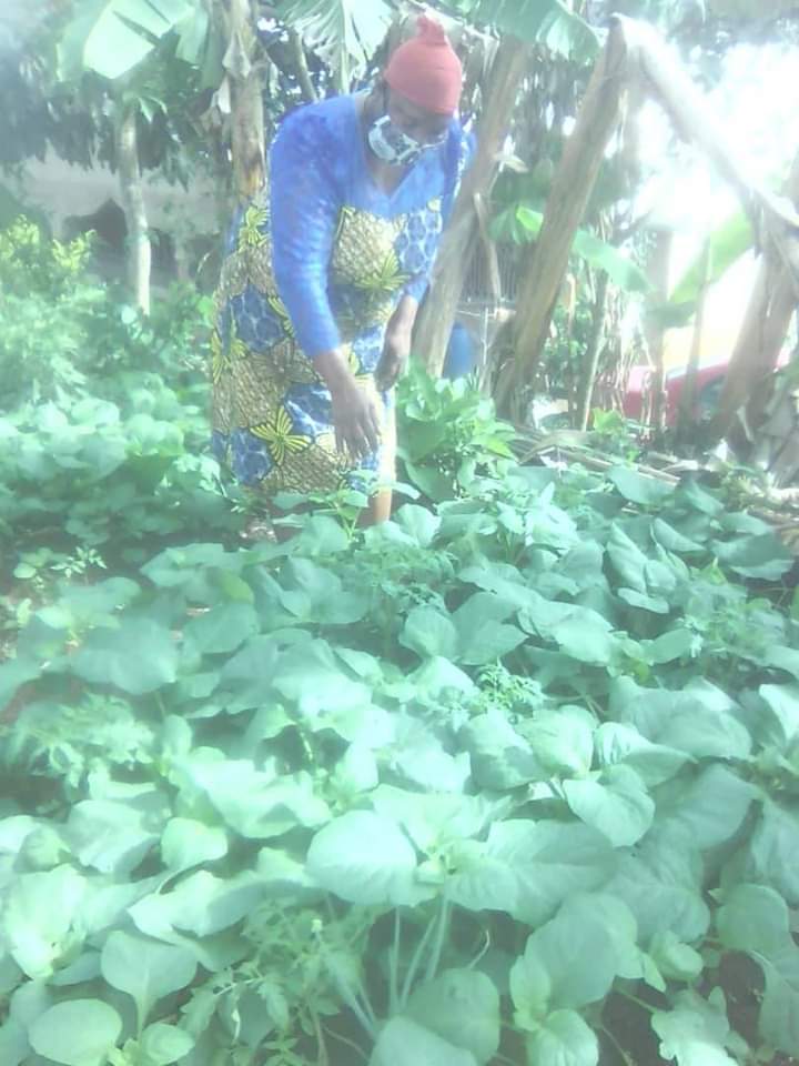Caritas_Bamenda's tweet photo. In a quest to build resilience, Caritas Bamenda with @FAOAfrica has been supporting IDPs and vulnerable host Households with agricultural inputs, which has helped beneficiaries to engage in sustainable income generating agricultural activities.

#BringingHopetotheVulnerable https://t.co/DYQn2hnJIg
