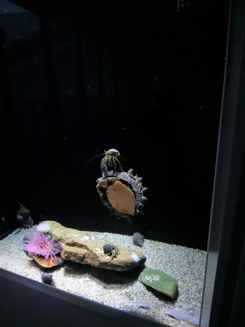 ホンヤドカリ Twitter Search