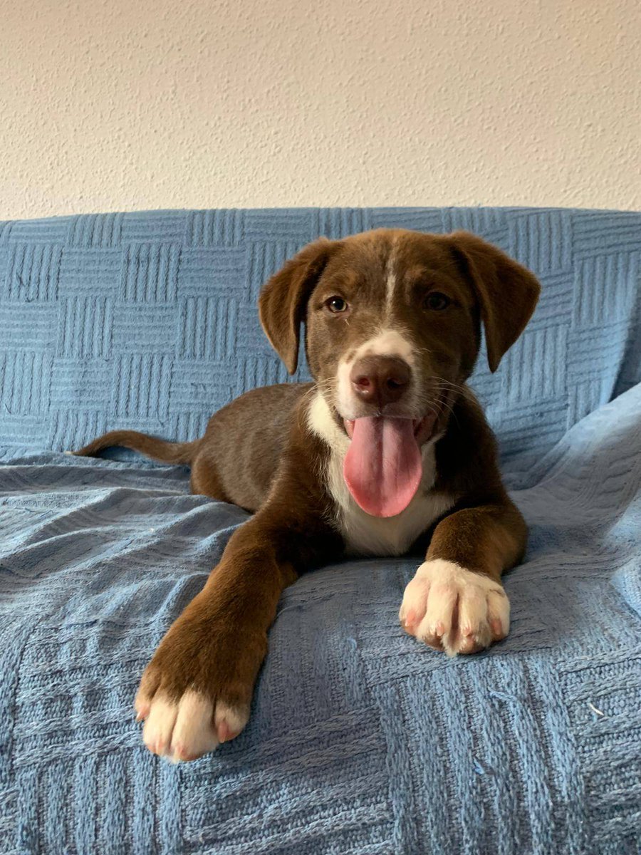 DejandoHuellaAB's tweet photo. Me ha dicho un pajarito que ayer pusieron un video mío 🤔
Espero haber salido guapo por lo menos...

#Albacete #dha #apadrina #adopta #acoge #teko https://t.co/LV2tioHCIx