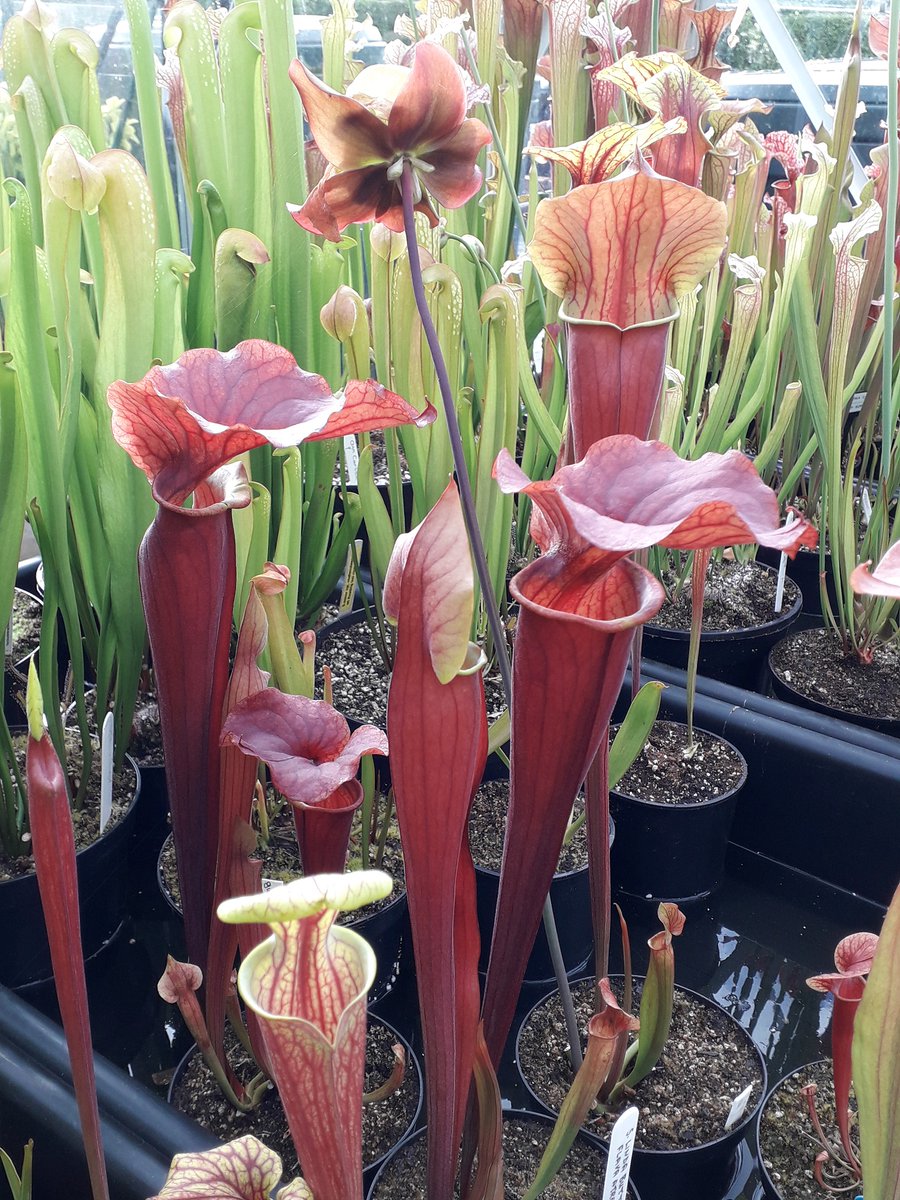WWickedPlants's tweet photo. Today we would be finishing off our @The_RHS Chelsea flower show ..... These 2 would have been stars of the show !! https://t.co/UKR5ZmpN8X https://t.co/g2avBpvTG5