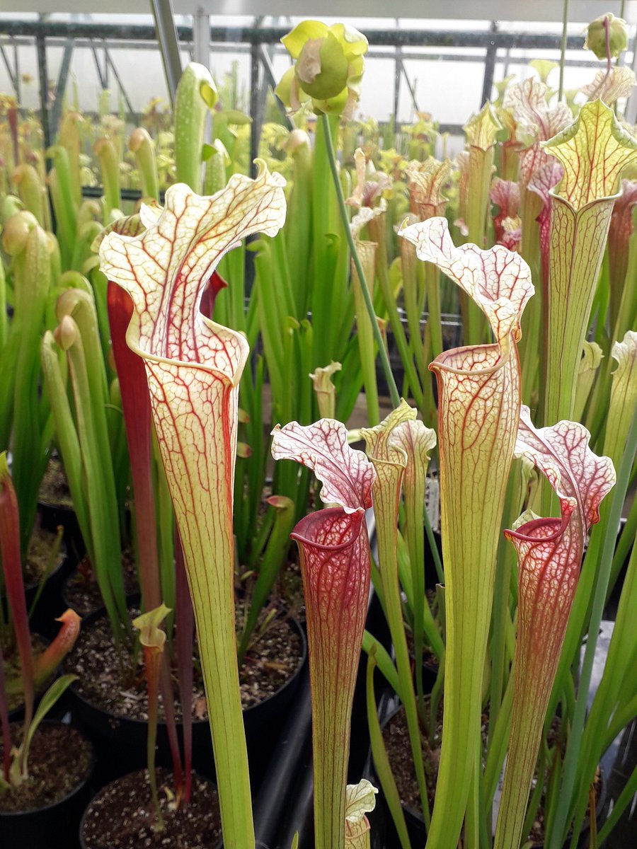 Today we would be finishing off our <a href="/The_RHS/">The RHS</a> Chelsea flower show ..... These 2 would have been stars of the show !! wackswickedplants.co.uk/store-front