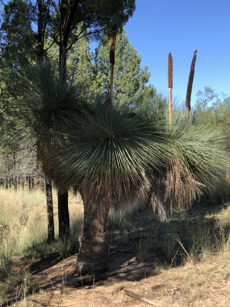 hagsie's tweet photo. @LiangRhea @malefitness @Asher_Wolf in the property adjacent to our place on #LiverpoolPlains there are these magnificent #grasstrees #Xanthorrhoea. I like to visit them when I go home, reminding me how they were here before me and will be long after I'm gone. https://t.co/YMgIBqp2rF