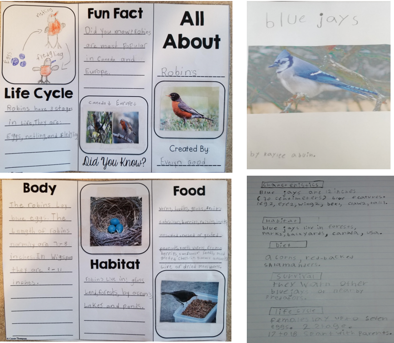sdunning11's tweet photo. Some more wonderful Bird Reports presented in Pamphlet and PowerPoint format!  So happy you had fun learning Grade Threes! #proudteacher @StTimothyHCDSB https://t.co/2fQRt8mAAM
