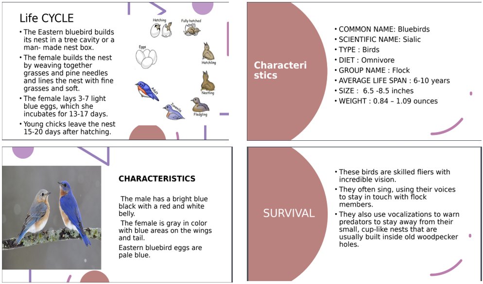 sdunning11's tweet photo. Some more wonderful Bird Reports presented in Pamphlet and PowerPoint format!  So happy you had fun learning Grade Threes! #proudteacher @StTimothyHCDSB https://t.co/2fQRt8mAAM