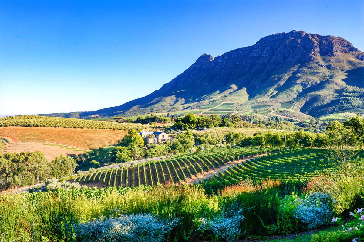 A committed team of winemakers are preserving South Africa’s heritage vines, saving them from destruction and showcasing their subtle sophistication to appreciative connoisseurs, Graham Boynton reports
boisdale.co.uk/journal/old-so…