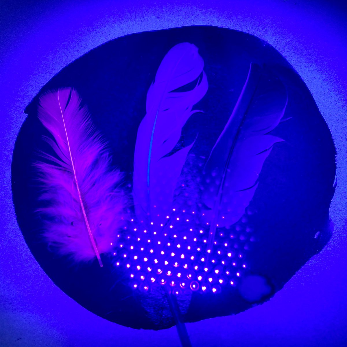 A cyanotype a day for #100daysprojectscotland Experimenting & upskilling. 

#100daysproject2020 #cyanotype #cyanotypes #blueprint #creativeedi #selfisolating #alonewithmyart #homeartistresidency #artistinisolation #freelanceartist #getcreativeathome #lockdownart #edinburghartist