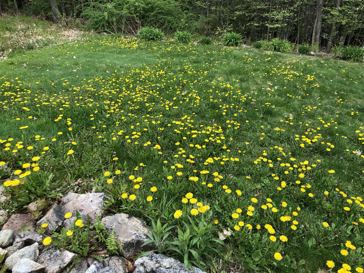 Peter Hills tweet media