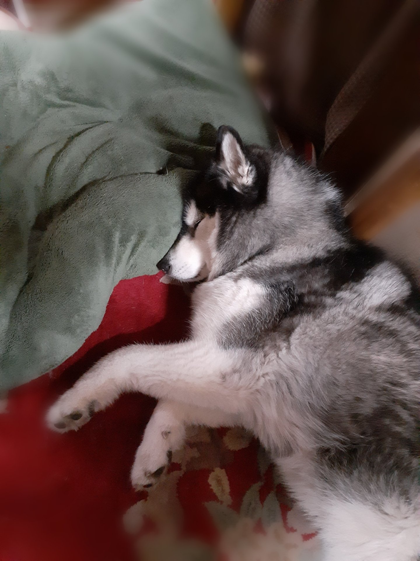 犬の寝顔 Twitter Search Twitter