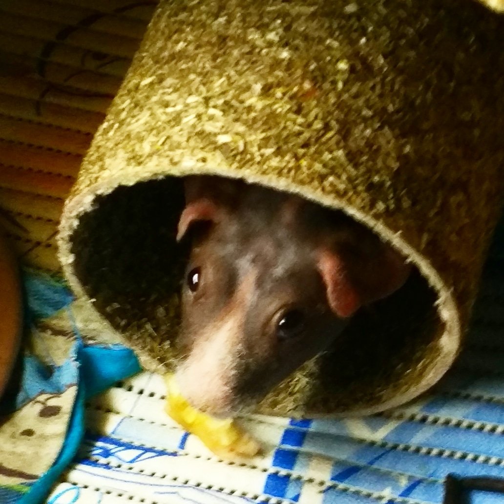 Доббик спрятался!