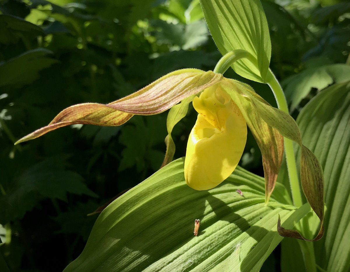 bellemare_jesse's tweet photo. Sunday Morning #Cypripedium! Yellow Lady’s Slipper #orchid (#Cypripedium parviflorum var. pubescens) blooming now in neUS.  A glorious display but, like many orchids, no actual food reward for pollinators lured into the pouch-like labellum.  #DeceptivePollination https://t.co/teS6TM5Yt0