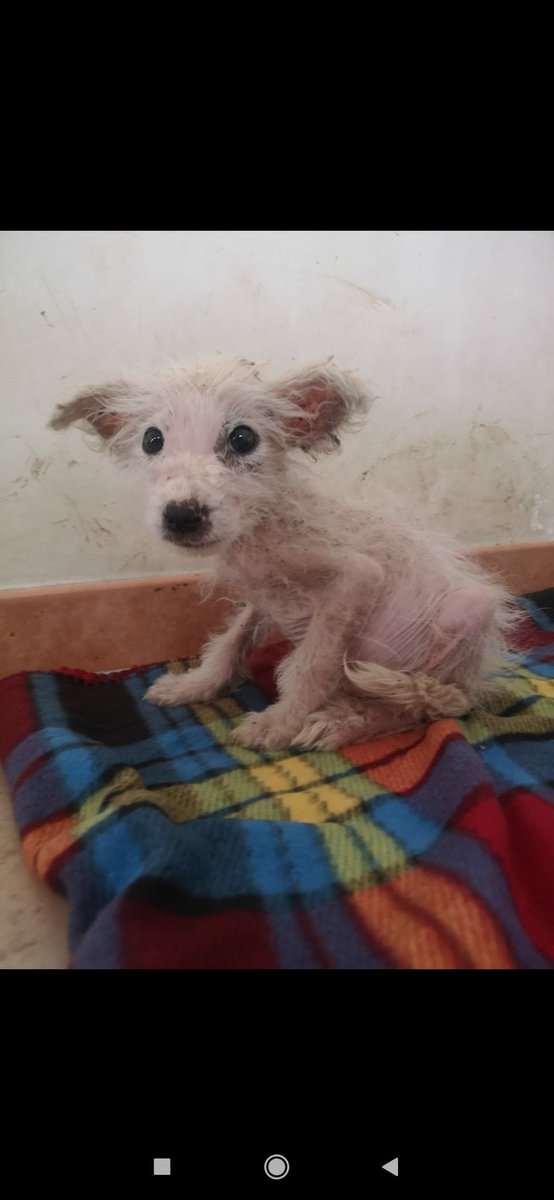 paris_2005's tweet photo. Questa cagnolina รจ stata appena recuperata da una mia amica,in Puglia.o cagnolino,non so ancora il sesso. Scusate,ma vi chiedo aiuto... Chi puรฒ dargli una casa? https://t.co/UWaHA9SVMT