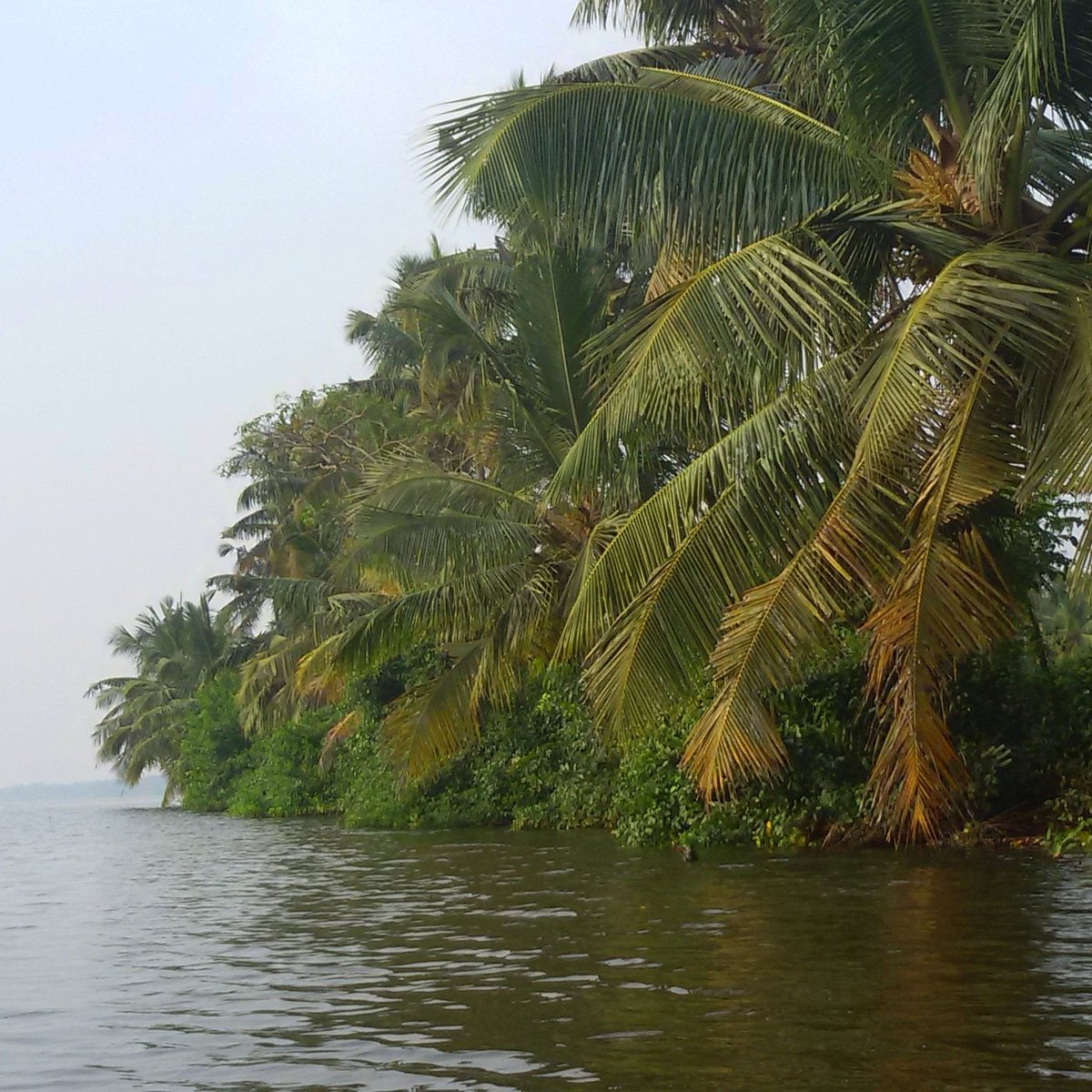 Backwater Scenery
#backwaters #scenery #nature #naturelovers #NaturePhotography #Tropical #tropicalnature