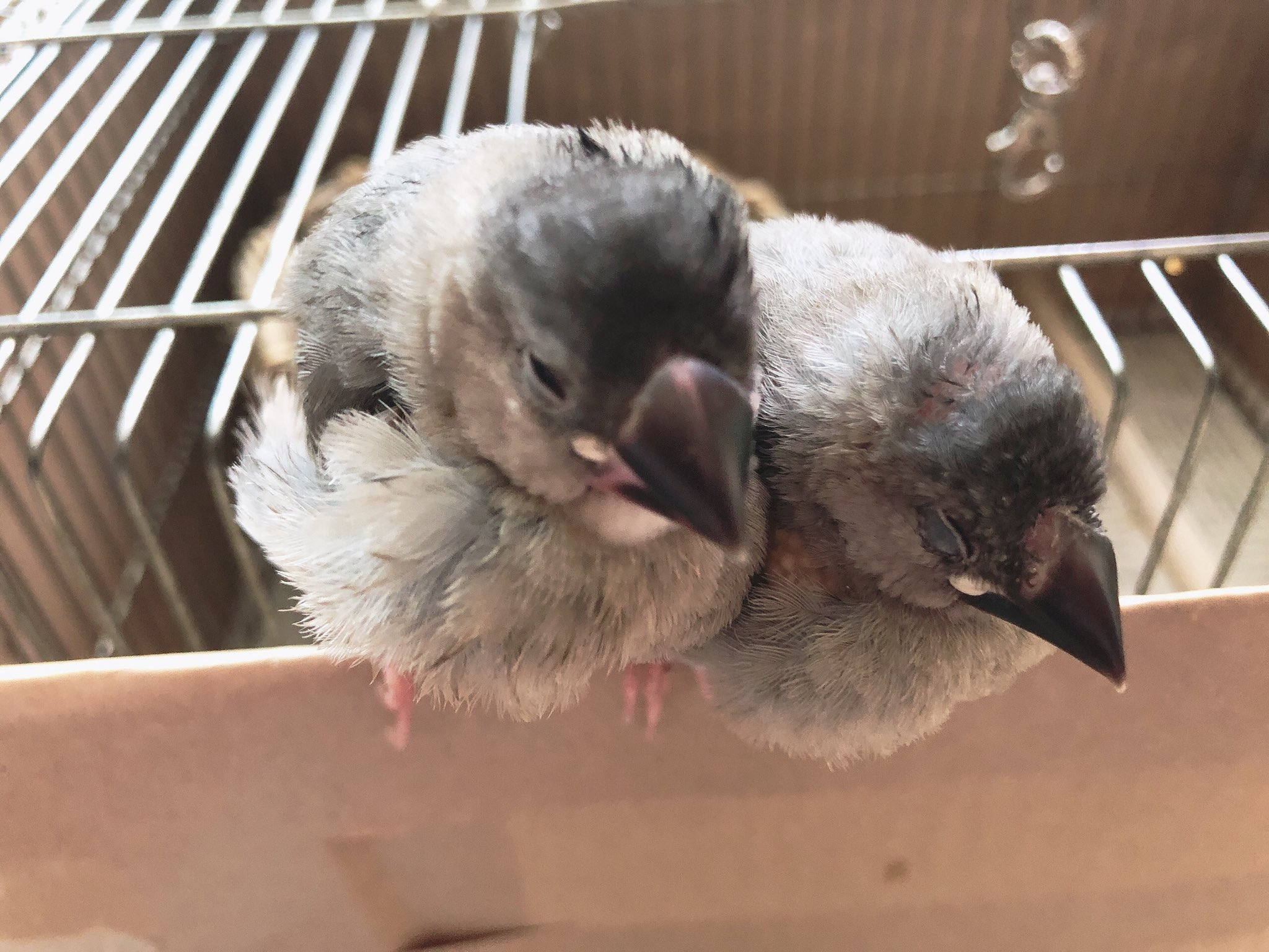 佐屋高校文鳥プロジェクト 25日目 ずっとくっついている2羽が可愛いです 最初はスカスカだったふごも狭くなりました 佐屋高校 佐屋高校文鳥プロジェクト 文鳥 弥富文鳥 弥富 桜文鳥 白文鳥 小鳥 可愛い かわいい 25日目 T Co