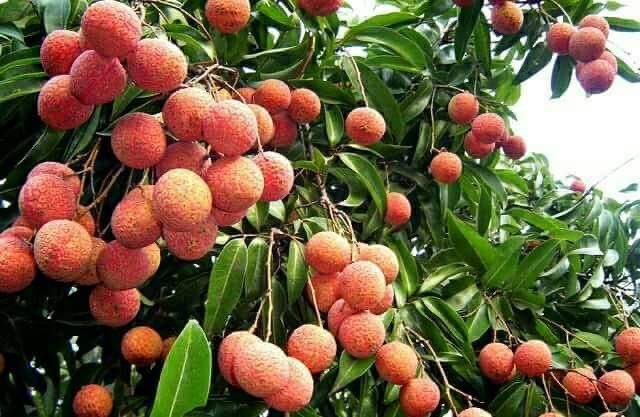 advjyotijha's tweet photo. Mango, Guava, Litchi and Banana are major fruits of Mithila while potato,onion, tomato, cauliflower, okra and Brinjal are some of the major vegetables. We can commercialise their production and establish Agro based #IndustryInMithila it Can transform whole Rural economic System https://t.co/SnCjkkScV5