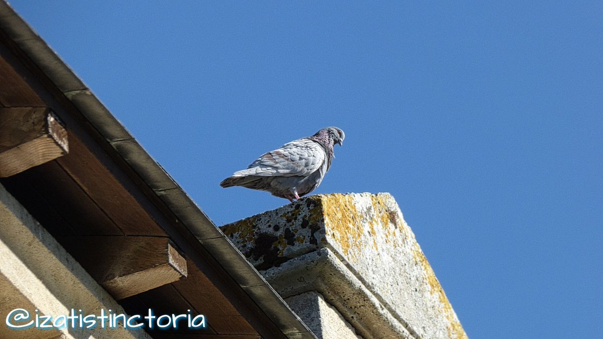 izatistinctoria's tweet photo. #IsatisRandomPhoto 
#SoulacSurMer #Gironde #Atlantique https://t.co/47ucfquKgN