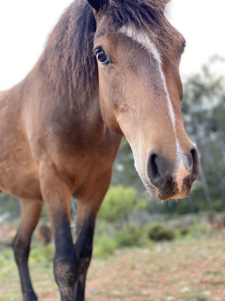 CompasionAnimal's tweet image. Trancos fue víctima de una tradición cruel, donde los caballos atemorizados son sometidos con brutalidad entre el gentío para cortarles las crines. Ese día ya no volvió a ver a su manada.
Pero él tuvo la suerte de salvarse y poder venir al santuario.

⇢ teaming.net/santuariocompa…