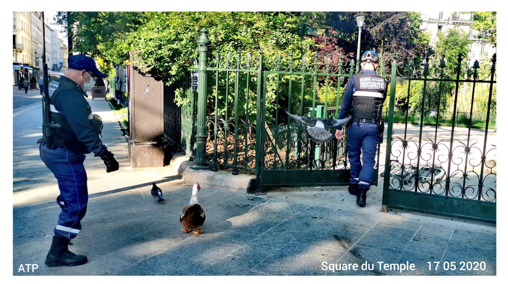 Aux4coinsdu4's tweet photo. A l'instant T... devant @Mairiedu3 on réouvre le #SquareDuTemple pour
raccompagner un canard à 'sa maison' sous la serveillance d'un pigeon en vol ... merci à la Police Municipale ... #ParisCentre #Paris https://t.co/L76UBc44b8