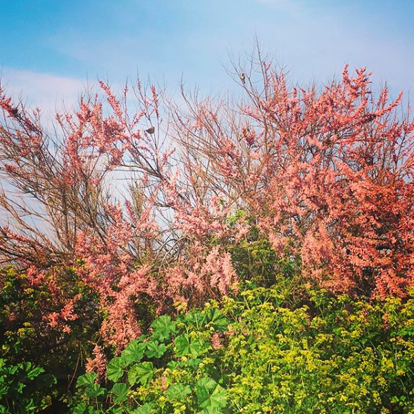 thanettrees's tweet photo. The tamarisk at Westbrook is coming into blossom and just look at all those birds!
#tamarisk #birdlife #westbrook #margate #nestingnotnetting #coastalwalks #visitthanet https://t.co/oY1IVlIuH1