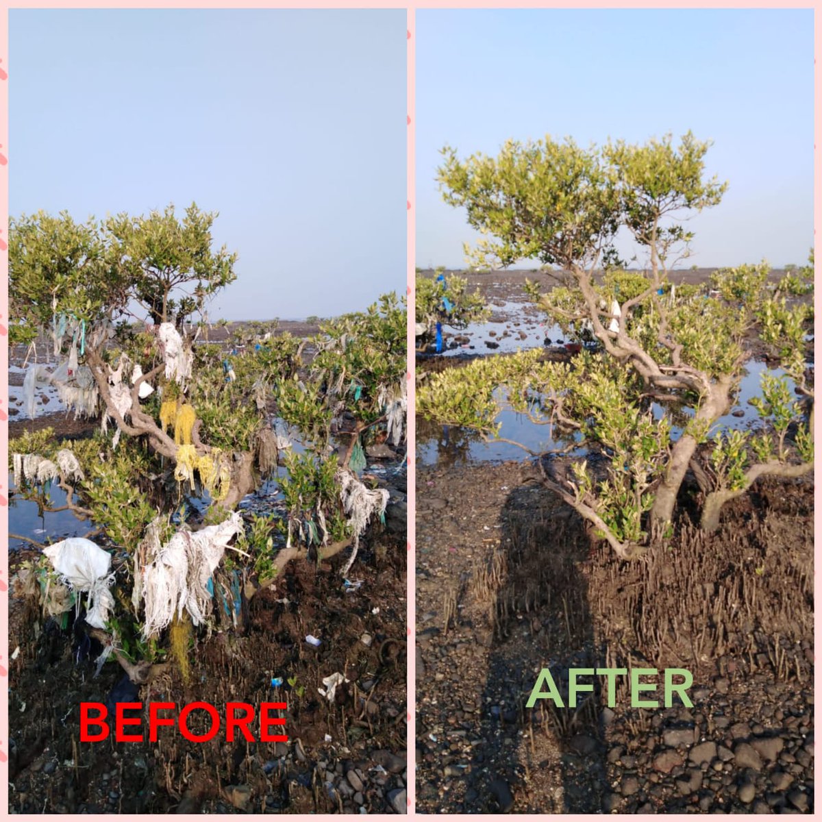 JacobsonLucas's tweet photo. Keeping pictures of the clean up going, even though no one is there atm. This took me three days to get rid of, or about 10 hours. There is still so much to do, but as one can see it's possible! #joggerspark #cleanup #oceancleanup #plasticpollution #upbrightandearly #forfuture https://t.co/joE0Gsihyw