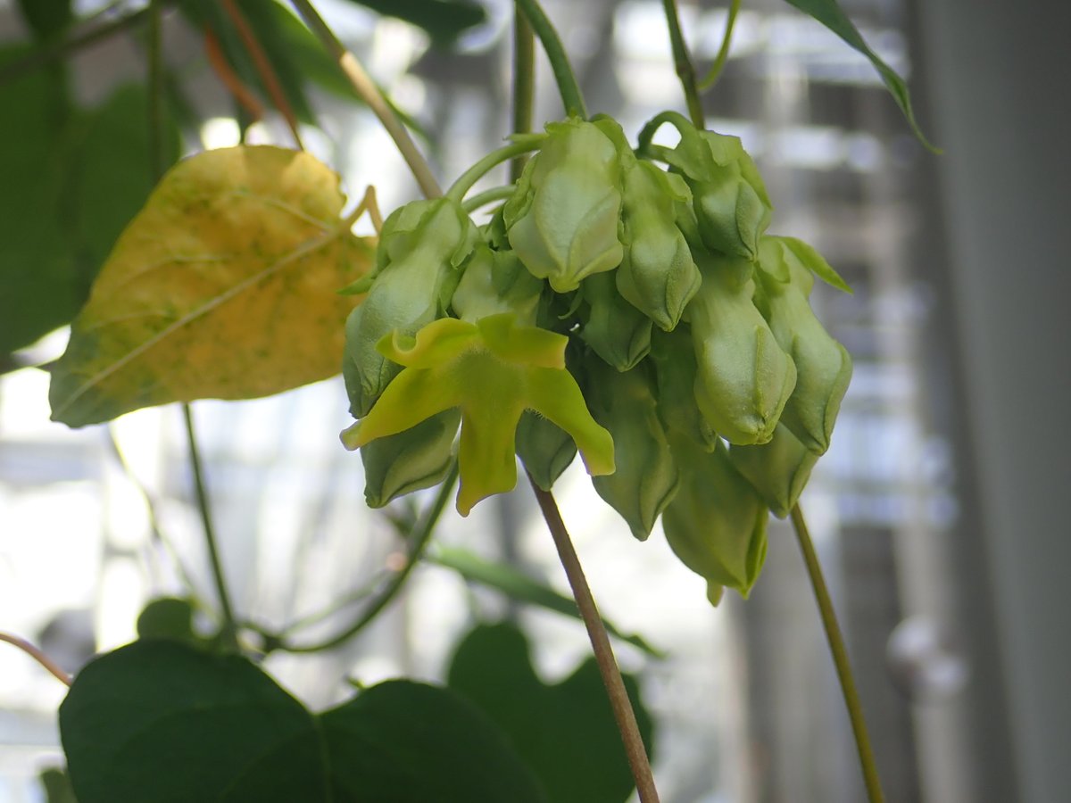 神代植物公園 ニュース スタッフより 園芸係 イエライシャン 夜来香 の花が咲き始めました イエライシャンは キョウチクトウ科のツル植物で 中国南部 インド ベトナムの原産 李香蘭の歌で有名です 温室の改修工事のため移植 長らく開花し