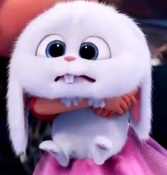 Shahrukh as bunny snowball rabbit Thread