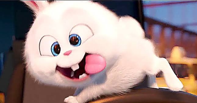 Shahrukh as bunny snowball rabbit Thread