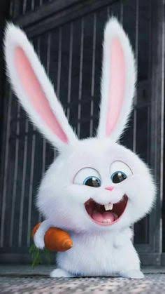 Shahrukh as bunny snowball rabbit Thread