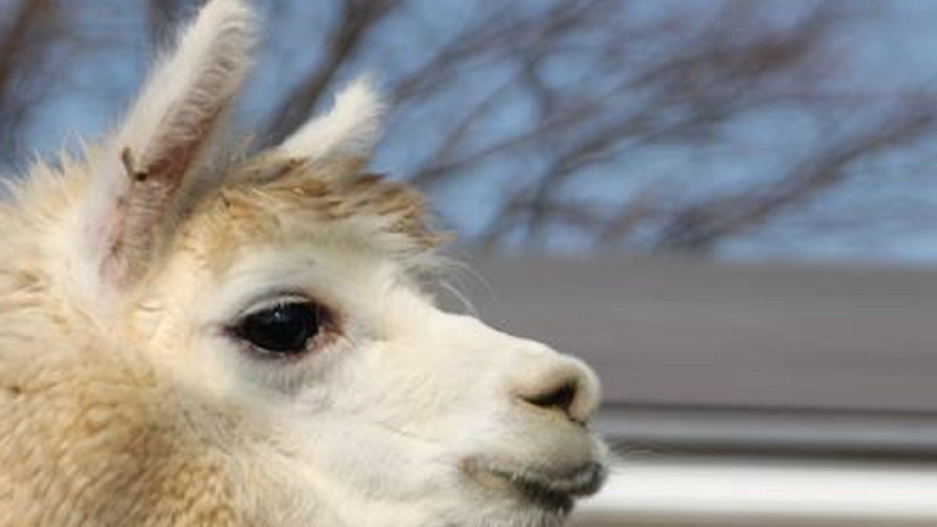 盛岡市動物公園 Zoomo アルパカのモコファンの皆様お待たせしました テレワークやビデオ会議に是非ご活用ください アルパカと一緒 Zoomatzoo Zoojo Zoomo壁紙 バーチャル背景 Stayhome