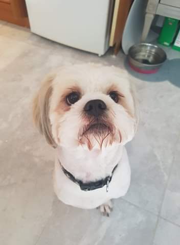 shih tzu action rescue adoption