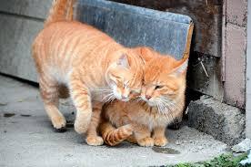 東大の研究により分かった事は、猫が新型コロナウイルスに感染しても、軽症、または無症状で４～６日でウイルスは消滅、自然治癒することです。

新型コロナウイルスに対する抗体を猫が自然に持ち合わせていたと事を示しています。

さすがですね。
猫の免疫能力は人間以上でしょう。