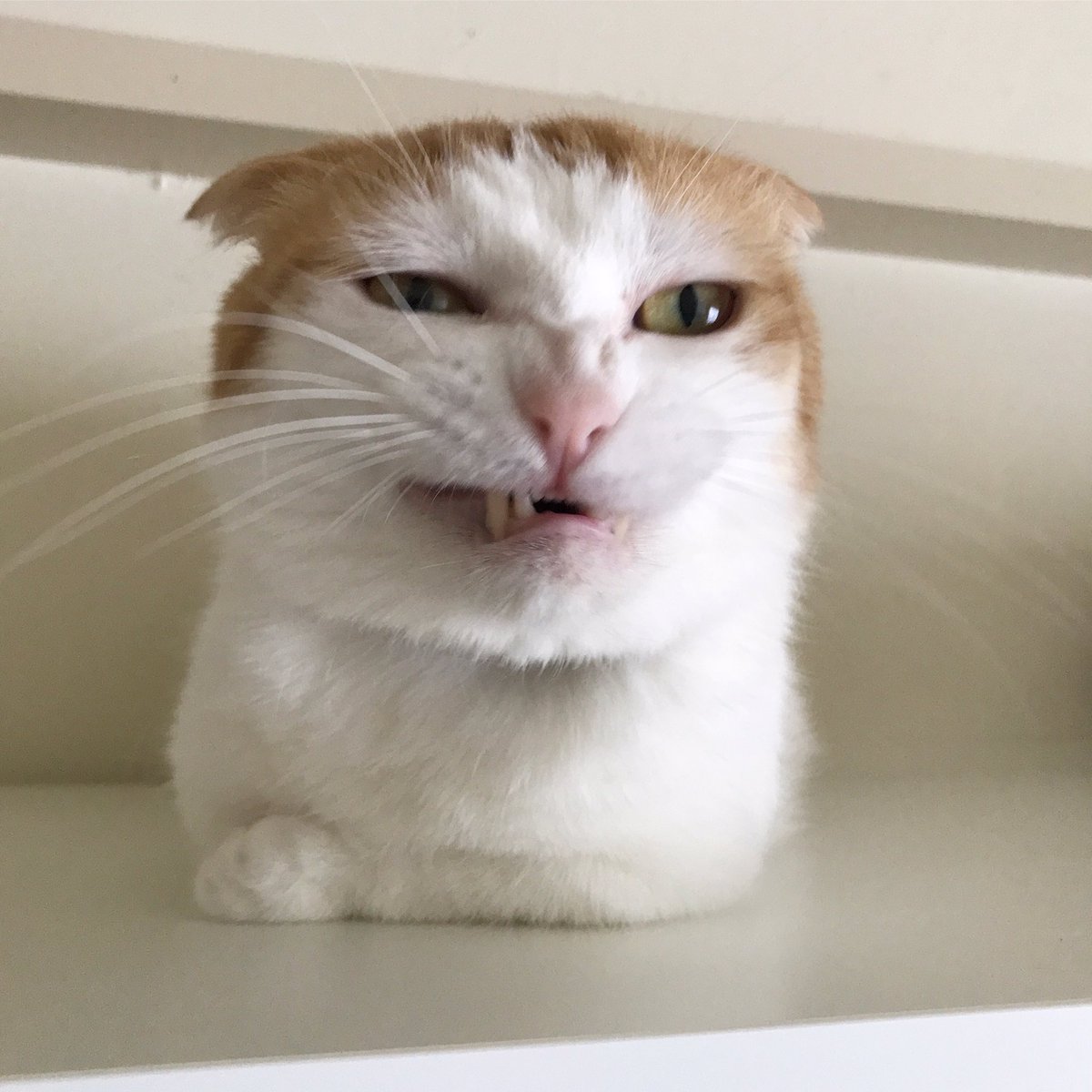 Twitter पर Gomez Cat 猫youtuber 悪巧み 猫 マンチカン 変顔わんにゃん ねこのきもち 猫好きさんと繋がりたい