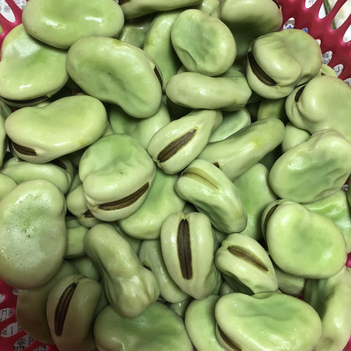 徘徊堂 福岡の古本屋 空豆って茹でるとなんか臭い豚骨ラーメン屋みたいな匂いする 鼻悪いんかなぁ 徘徊堂 福岡の古本屋 空豆って茹でるとなんか臭い豚骨ラーメン屋みたいな匂いする 鼻悪いんかなぁ