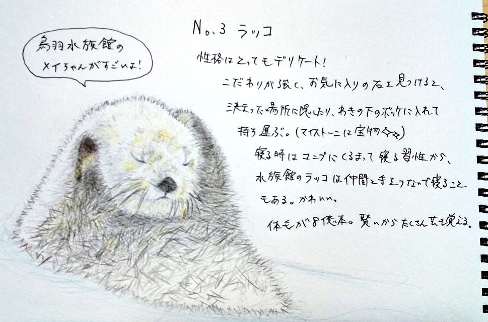 Twoucan オオサンショウウオ の注目ツイート イラスト マンガ コスプレ モデル