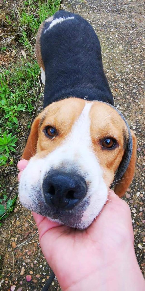 Batallon_Merida's tweet photo. Está belleza se llama Canuto, ha sido ABANDONADO por su propio dueño y de una manera bastante rastrera. Canuto tiene algún tipo de lesión cutánea como podéis ver y es probable que haya sido el motivo del abandono, porque el pobre es un cachito pan
#StopAbandono 
#AdoptaNoCompres https://t.co/VDIQqxfWol