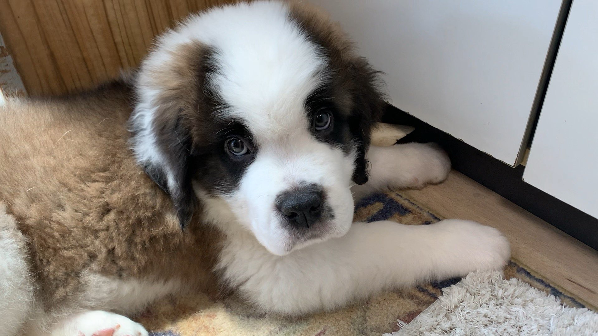 Black Woods On Twitter カメラ目線頂きました 寝て起きてご飯食べて遊ぶを繰り返しています エピ君 家族募集中 愛情たっぷりで育てています お父さん セバスチャン君 Int Jkc チャンピオン 2019年度ランキング１位 お母さん Qちゃん お顔真っ白ちゃん